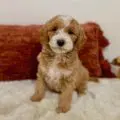 mini golden doodle puppies