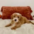 toy goldendoodle puppies for sale