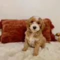 mini goldendoodle puppies