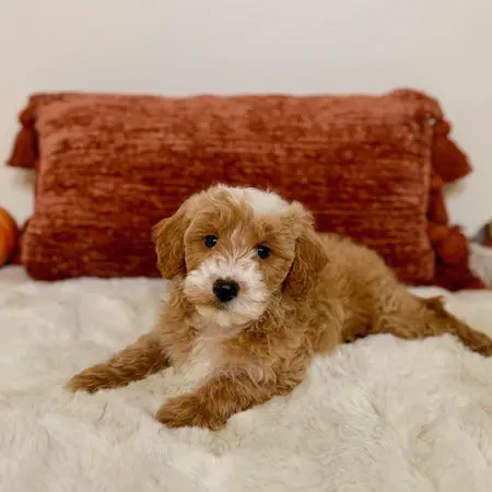 Toy golden doodle puppy posing on cream blanket