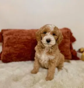 mini goldendoodle puppies
