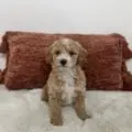 mini goldendoodle puppies