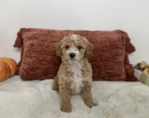 mini goldendoodle puppies