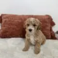 mini goldendoodle breeder near me