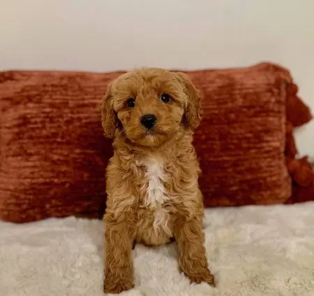mini goldendoodle puppies