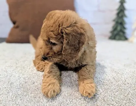 Mini goldendoodle puppy near Lutz Florida Designer Mini Doodles