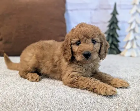 Mini goldendoodle Lutz FL adorable puppy Designer Mini Doodles