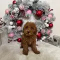 toy doodle breeders near me