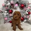 best toy goldendoodle breeders