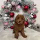 toy goldendoodle puppies