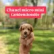 micro mini goldendoodle puppies