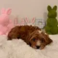 micro doodles for sale Georgia