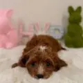 mini goldendoodle breeders in FL