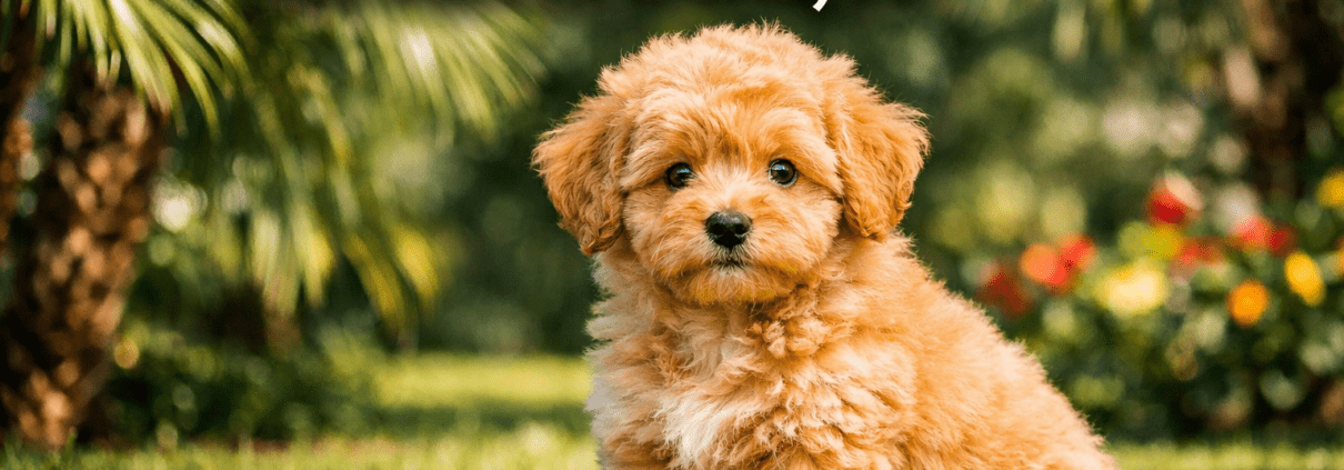micro mini doodle puppies for sale Ocala