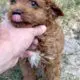 mini goldendoodle puppies
