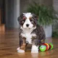 mini bernedoodle breeders near me