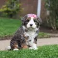 mini bernedoodle for sale