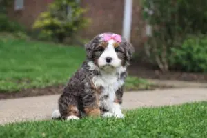mini bernedoodle for sale