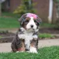 mini bernedoodle puppies nearby