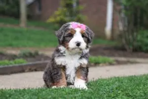 mini bernedoodle puppies nearby