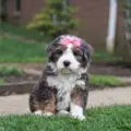 mini bernedodoles for sale