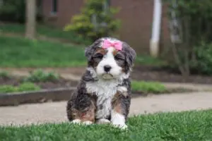 mini bernedodoles for sale