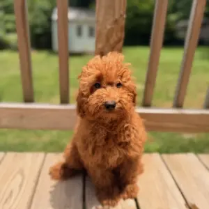 mini goldendoodle puppies