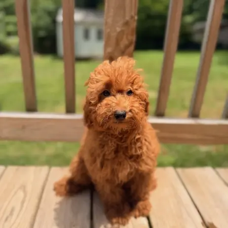 mini goldendoodle puppies