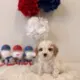 cavapoo breeders Florida