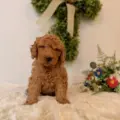 mini doodle breeders Tampa