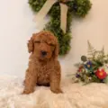 micro doodle breeders Tampa