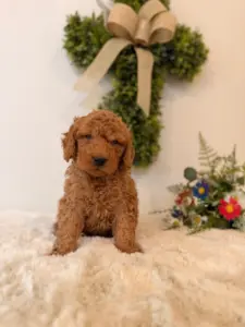 micro doodle breeders Tampa
