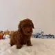 micro goldendoodle puppies
