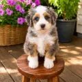 mini bernedoodle breeders nearby