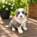 mini bernedoodle for sale near me