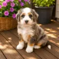 mini bernedoodle puppies nearby