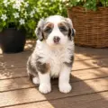 mini bernedoodle puppy for sale