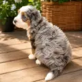 mini bernedoodles for sale