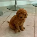 micro doodle breeders nearby