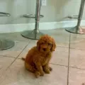 mini goldendoodle breeders