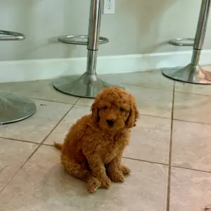 mini goldendoodle breeders