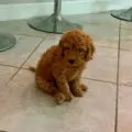 micro doodle puppies florida