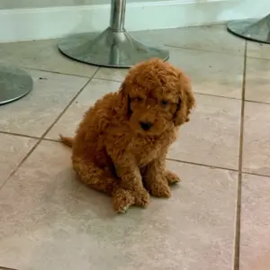 micro doodle puppies florida