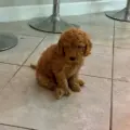 mini doodle puppies
