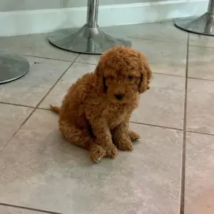 mini doodle puppies