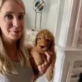 mini goldendoodle breeders
