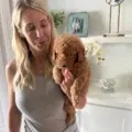 mini goldendoodle breeders nearby