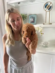 mini goldendoodle breeders nearby