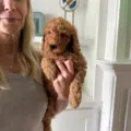 mini doodle breeders