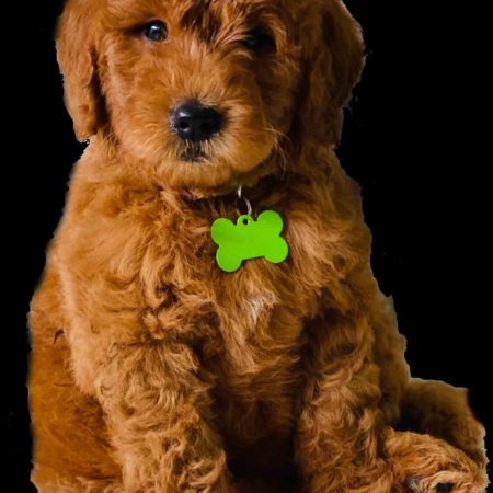 Golden Doodle puppies for sale